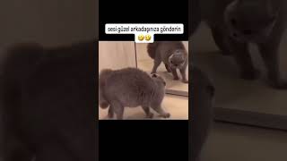 Shakira funny edits😂 shorts trend shakira cats funny funnyvideo music edit short trending [upl. by Alpert]