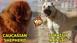 CAUCASIAN SHEPHERD DOG VS KANGAL  Who Will Win [upl. by Leacim471]