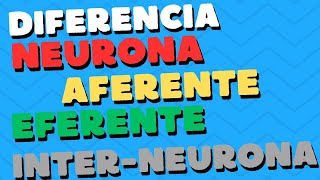 Diferencia entre NEURONA AFERENTE EFERENTE e INTERNEURONA 🧠🧠 [upl. by Annaed]