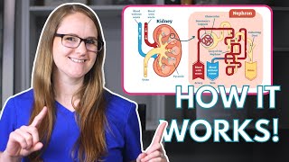 How Do Thiazide Diuretics Work and Affect Electrolytes Mechanism of Action [upl. by Nirrol]