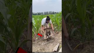 चीन वाले खेतों में गिलहरी क्यों छोड़ रहे हैं 😯 squirrel farming [upl. by Lontson]