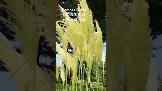 Cortaderia selloana 꽃말quot품격광휘quot パンパスグラス팜파스 그라스Giant feather grass서양억새 꽃이름 flower name 花の名前 [upl. by Anomer]