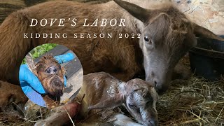 Miniature goat gives birth to a cyclops 😱  kidding season 2022 [upl. by Itch571]