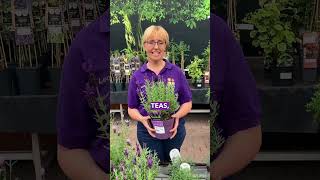 Gardening Tip  How to Harvest Lavender  Horkans Garden Centre [upl. by Nyletak]