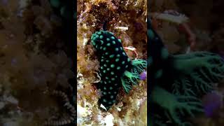 Nembrotha cristata Nudibranch waigeo rajaampat indonesia [upl. by Sonstrom690]