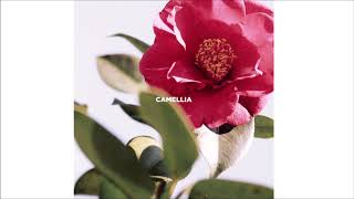 slchld  camellia [upl. by Weiman]