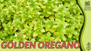 GOLDEN OREGANO Information Description amp More Origanum vulgare Aureum [upl. by Asiaj]