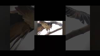 Rare closeup of Brahminy Kite flight birds bird brahminykite birdslover [upl. by Reo]