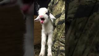 Screaming baby goat [upl. by Goldin]