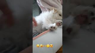 maltipoo pets tiktoktrends [upl. by Airyt]