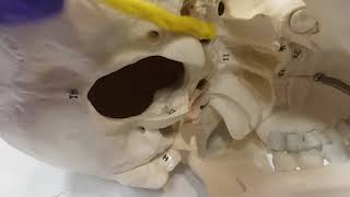 External Occipital Bone [upl. by Rolanda251]