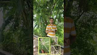 Easy trick for mealy bugs and pests  पौधे से कीड़ों को जड़ से खत्म करें🌿 short viral gardening [upl. by Eneja673]