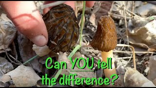 How To Identify a Real Morel From a False Morel [upl. by Ause]