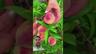 fruit naturallifeb satisfying naturalclips fruitcutting naturelife plants garden nature [upl. by Anej]