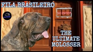 Fila Brasileiro  Der Ultimative Molosser [upl. by Arekahs]