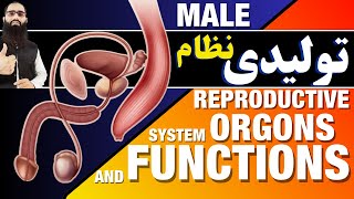 Understanding the Male Reproductive System Anatomy and Function [upl. by Temhem]