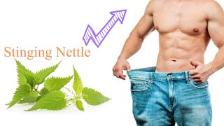 Benefits of Stinging Nettle Leaf for Your Health [upl. by Roybn832]