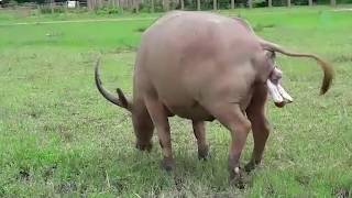 Newborn white water buffalo  ElephantNews [upl. by Nigel]