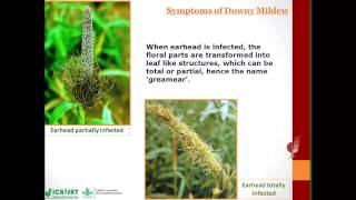 Downy Mildew in Pearl Millet [upl. by Philip]