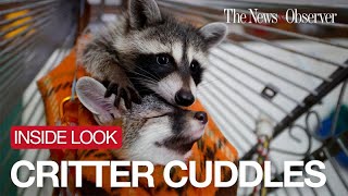 Cute critter cuddles at Hollys Nest Animal Rescue [upl. by Hendricks]