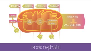 Cellular Respiration Steps and Pathways [upl. by Leterg]