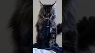 7 Surprising Maine Coon Cat Facts That’ll Make You Love Them Even More 🐱💖 [upl. by Moth]