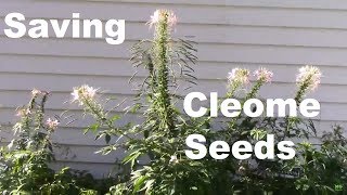 One Tip on How to Save Cleome Seeds AKA Spider Flower [upl. by Lleynod]