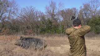 Bowhunting Wild Hogs in Texas  SLOMO [upl. by Nosbig]