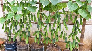 Grow cucumbers vertically with organic fertilizer from eggshells  High yield lots of fruit [upl. by Nazar]