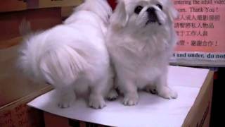 Pekingese puppies Nice BARK [upl. by Giavani]