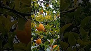 Pianta di arance in piena pianura padana plants plant tree trees fruits orange shorts asmr [upl. by Jessamyn]