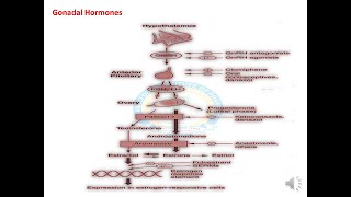 Gonadal Hormones Part I [upl. by Anuayek]