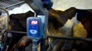 Milking Machine upgrade with InterPuls iMilk300 System in Tehran  Iran [upl. by Lledor]