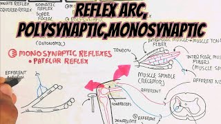 Reflex ArcReflexesPolysynapticMonosynaptic umerfarooqbiology7083 [upl. by Briggs408]