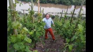 In the spectacular Mosel wine region with Ernie Loosen [upl. by Navonod]