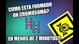 COMO SE FORMA UN CROMOSOMA  EN MENOS DE 2 MINUTOS  GENETOPICS [upl. by Spancake]