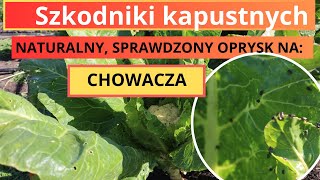 CHOWACZnaturalny opryskJak zwalczyć szkodniki kapustnycholej neem [upl. by Ahsienor]