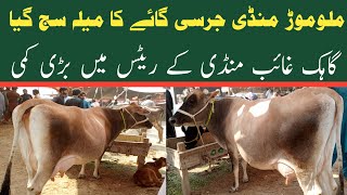 Malumor Mandi Jhang Today  Jersey Cow For Sale  Dairy Farming in Pakistan [upl. by Secunda]