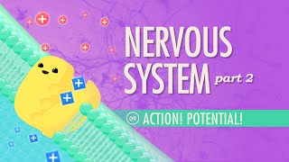 The Nervous System Part 2  Action Potential Crash Course Anatomy amp Physiology 9 [upl. by Wildon]