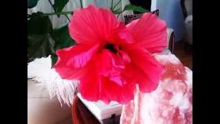 Hibiskus Hrosasinensis [upl. by Fowler]