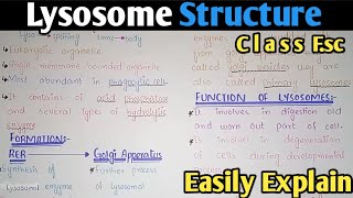 Lysosome Structure And Functions  Class 11 Biology [upl. by Llesig385]