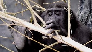 Western Lowland Gorillas at the Zoo 4K  Brookfield Zoo Chicago [upl. by Gniy]