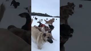 Doggy daycare pack are out for a run in the snow [upl. by Akeem546]