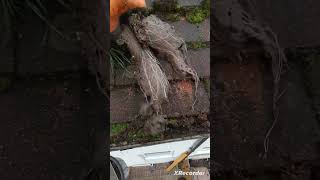 Gutter Cleaning satisfying guttering gutterclean roofing [upl. by Asiat684]