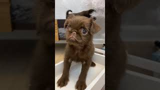 a very beautiful Brussels Griffon puppy shortsbrusselsgriffongriffonspuppylifegriffonpuppy [upl. by Audun857]