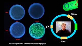 AP Biology Lab 6 Molecular Biology [upl. by Rolland]