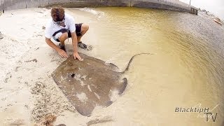 Huge Southern Stingray [upl. by Aubrey]