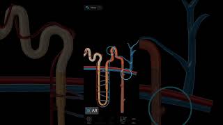 3D structure of nephron [upl. by Stearn]