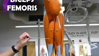 SBVC ANATOMICAL MODEL of the LEG MUSCLES practical exam anatomy physiology anatomical model college [upl. by Pazia]