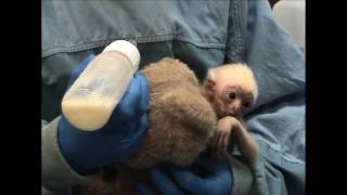 Minnesota Zoo new baby Gibbon [upl. by Eintihw]